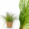 Green boutiQ - Kamerplant - Cyperus alternifolius Zumula - Kattengras - Huisdiervriendelijke Plant - Groen - 1 Plant - met Mand - Pot 12cm - Hoogte 20cm