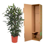 Ficus Cyathistipula struik - 180 cm - ø34