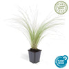 Stipa tenuissima 'Ponytails' - â†•10-25cm - Ã˜9cm 1x