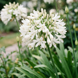 Green boutiQ - Vasteplant - Agapanthus africanus Albus - Afrikaanse Lelie - Bijen en Vlinderlokkers - Wit - 24 Planten - Pot 11cm - Hoogte 15-25cm