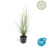 48x Pennisetum alopecuroides 'Hameln' - ↕10-25cm - Ø9cm