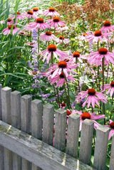 60x Echinacea p. 'Magnus' - ↕10-25cm - Ø9cm