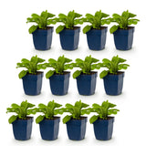 Green boutiQ - Vasteplant - Digitalis purp. Dalmatian Purple - Vingerhoedskruid - Schaduw - Paars - 12 Planten - Pot 11cm - Hoogte 15-25cm
