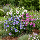 Green boutiQ - Heesters - Hibiscus syriacus Tricolour - Bloem Roze, Wit en Blauw - 3 Planten - Bladverliezend - Weinig Onderhoud - Pot 17cm Hoogte 45cm