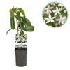 Green boutiQ - Klimplant - Clematis armandii Apple Blossom - Bloem Roze - Groenblijvend - Weinig onderhoud - 1 Plant pot 11cm Hoogte 40cm