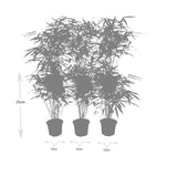 6x Fargesia Rufa Ø13 cm - ↕25 cm Bamboe