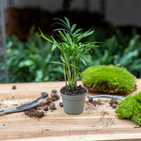 Parlour Palm - Chamaedorea elegans 'baby' - Terrarium plant - potmaat 6