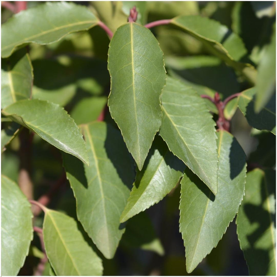 Prunus lusitanica 'Angustifolia' — Portugese laurierhaag, 6 planten (1 strekkende meter)