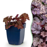 Green boutiQ - Vasteplant - Heuchera micr. Palace Purple - Purperklokje - Schaduw - Paars - 12 Planten - Pot 11cm - Hoogte 15-25cm