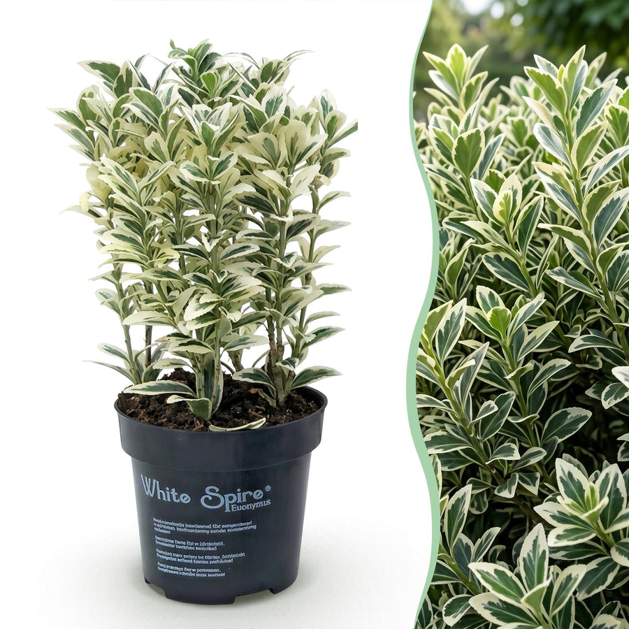 Euonymus japonicus White Spire — Kardinaalsmutshaag, 8 stuks, 20-30 cm