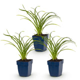 Green boutiQ - Vasteplant - Hemerocallis Stella d'Oro - Daglelie - Bijen en Vlinderlokkers - Geel - 3 Planten - Pot 11cm - Hoogte 15-25cm
