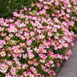 Green boutiQ - Tuin Roos - Rosa Cutie Pie - Roos - Winterhard - Roze - 1 Plant - Pot 12cm - Hoogte Hoogte 20-25cm