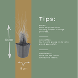 60x Calamagrostis brachytricha - ↕10-25cm - Ø9cm
