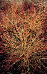 12x Cornus sang. 'Anny's Winter Orange' - ↕10-25cm - Ø9cm