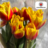 Tulpenbollen Jan Seignette — rood-geel gestreept, 20 stuks (maat 11/12)