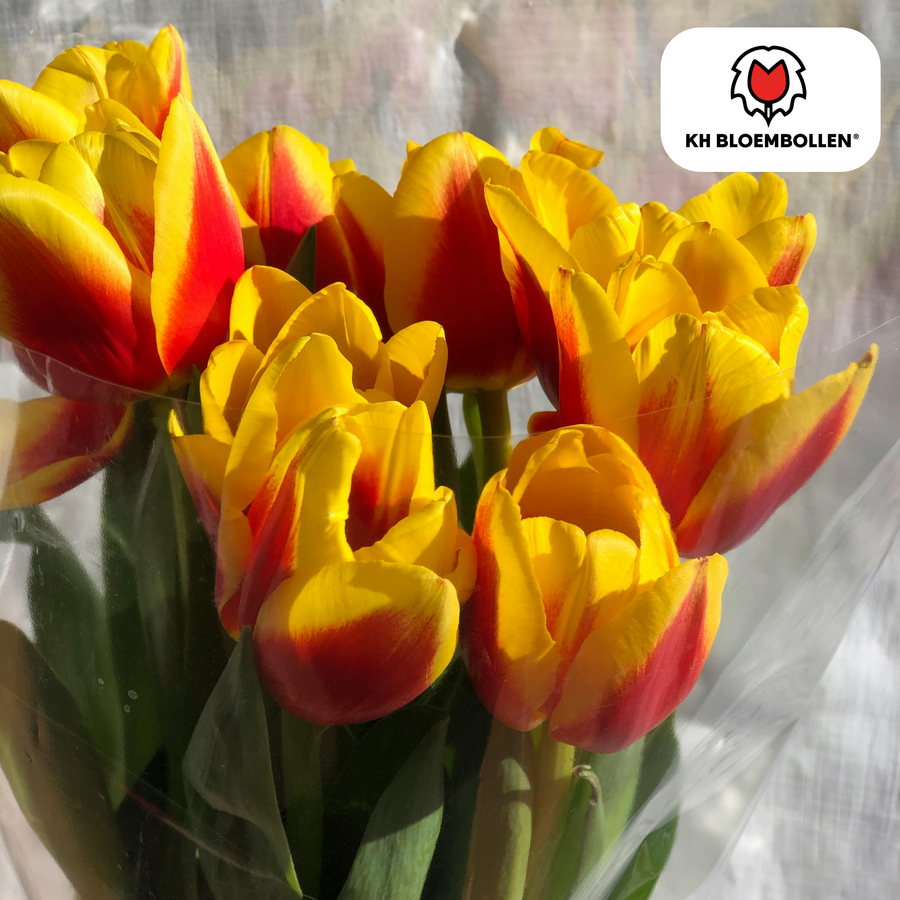 Tulpenbollen Jan Seignette — rood-geel gestreept, 20 stuks (maat 11/12)