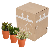 Crassula mix 8.5 cm - 3x - in terracotta pot