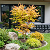Green boutiQ - Tuinplant - Acer palmatum Shaina - Japanse Esdoorn - Bladverliezend - Rood - 1 - Pot 26cm - Hoogte 90cm