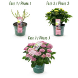 Green boutiQ - Terrasplant - Hortensia - Hydrangea Magical Revolution Pink - Pink - 6-10 Bloemen - Pot 23cm Hoogte 55cm