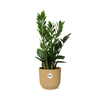 Zamioculcas – Hoogte 45-50 in ELHO Vibes Fold 14cm geel