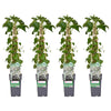 4x - Hydrangea petiolaris - ↨65cm - Ø15