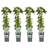 4x - Hydrangea petiolaris - ↨65cm - Ø15