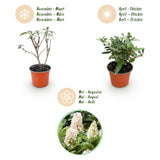 Green boutiQ - Tuinplant - Buddleja davidii Butterfly Candy Little White - Vlinderstruik - Compact - Wit - 1 Plant - Pot 12cm - Hoogte 20-25cm