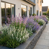 Green boutiQ - Vasteplant - Nepeta Tricolour - Kattenkruid - Bijen- en vlinderlokkers - Paars - Roze - Wit - 6 Planten - Pot 11cm - Hoogte 15-25cm