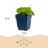Green boutiQ - Vasteplant - Alchemilla mollis - Vrouwenmantel - Bodembedekkend - Geel - 24 Planten - Pot 11cm - Hoogte 15-25cm