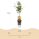Green boutiQ - Fruitboom - Pyrus communis Conference - Perenboom - Winterhard - Groene Peer - 1 Plant - Pot 21cm - Hoogte 90cm