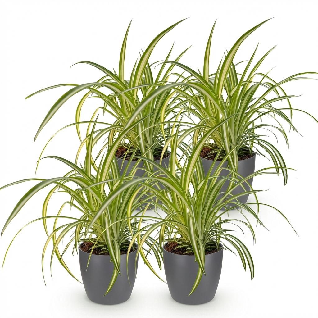 Green boutiQ - Kamerplant - Chlorophytum comosum Variegatum - Bonte Graslelie - Huisdiervriendelijke Plant - Groen - 4 Planten - met Potter Grijs - Pot 12cm - Hoogte 20cm