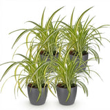 Green boutiQ - Kamerplant - Chlorophytum comosum Variegatum - Bonte Graslelie - Huisdiervriendelijke Plant - Groen - 4 Planten - met Potter Grijs - Pot 12cm - Hoogte 20cm