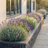 Green boutiQ - Vasteplant - Lavandula Tricolour - Lavendel - Geurend - Blauw - Roze - Wit - 24 Planten - Pot 11cm - Hoogte 15-25cm
