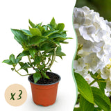 Green boutiQ - Tuinplant - Hydrangea macrophylla Wit - Hortensia - Winterhard - Wit - 3 Planten - Pot 12cm - Hoogte Hoogte 20-30cm