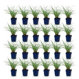 Green boutiQ - Grassen - Miscanthus sin. Red Chief - Pampusgras - Met Pluim - Groen - 24 Planten - Pot 11cm - Hoogte 15-25cm