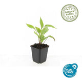 24x Echinacea p. 'White Swan' - ↕10-25cm - Ø9cm