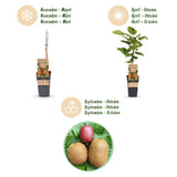Green boutiQ - Fruitplant - Actinidia Weiki & Hayward, Ken,s Red, Golden Kiwi - Kiwiplant - 1 Mannelijke - 3 Vrouwelijke - Planten - Groen-Rood-Geel - Pot 15cm - Hoogte 50cm