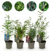 Green boutiQ - Bamboe - Fargesia mix Rainbow - Zwart, Rood, Blauw en Groen - 4 Planten - Bladhoudend - Niet Woekerend- Pot 14cm Hoogte 35cm