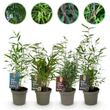 Green boutiQ - Bamboe - Fargesia mix Rainbow - Zwart, Rood, Blauw en Groen - 4 Planten - Bladhoudend - Niet Woekerend- Pot 14cm Hoogte 35cm
