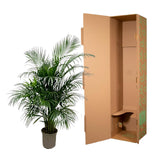 Dypsis Lutescens (Areca palm) 140 cm - ø21-24