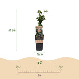Green boutiQ - Fruitplant - Rubus fruticosus Thornless Evergreen - Bramenplant - Doornloos - Zwarte Braam - 2 Planten - Pot 15cm - Hoogte 50cm