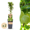 Green boutiQ - Fruitplant - Ribes uva-crispa Hinnonmäki Grün - Kruisbes - Winterhard - Groene Bes - 2 Planten - Pot 15cm - Hoogte 50cm
