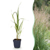 Green boutiQ - Grassen - Molinia arund. Karl Foerster - Pijpestrootje - Met Pluim - Groen - 24 Planten - Pot 11cm - Hoogte 15-25cm