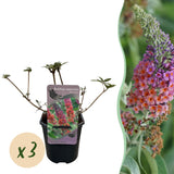 Green boutiQ - Vlinderstruik - Buddleja davidii Flower Power - Bloem Oranje Paars - 3 Planten - 1m2 - Bladverliezend - Vlinderlokkend -Pot 17cm Hoogte 30cm
