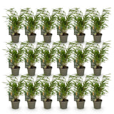Green boutiQ - Bamboe - Fargesia Rufa - Bladhoudend - Niet Woekerend - Groen - 18 Planten - Pot 14cm - Hoogte 35cm