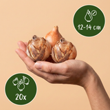 20x Narcissus Ice King - Dubbele narcis - Wit en Geel - Voorjaarsbloeier - Bolmaat 12/14