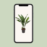 Aspidistra Elatior - Ø17cm - ↕70cm