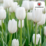 Tulpenbollen Catherina — zuiver witte tulp, 20 stuks (maat 11/12)