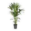Howea Forsteriana - Ø21cm - ↕120cm