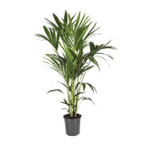 Howea Forsteriana - Ø21cm - ↕120cm